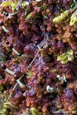Plant form with sporophytes